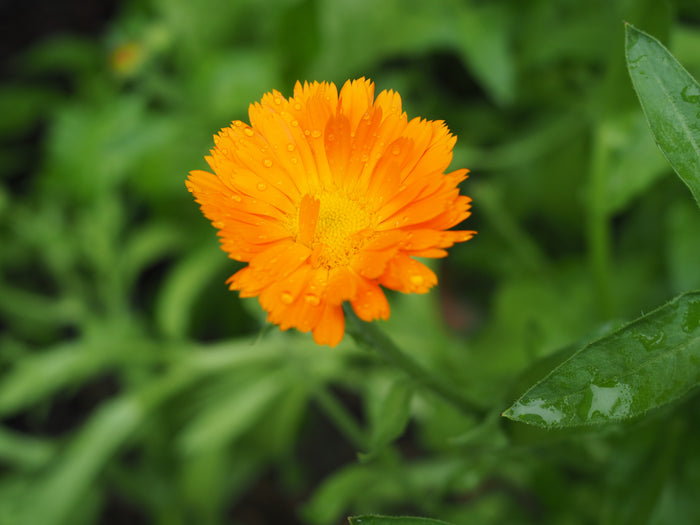 A single orange calendula flower with dew on its petals