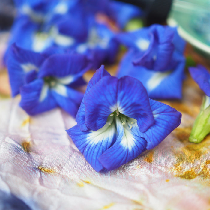 Butterfly Pea Flower Tincture