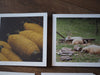Two photo note cards.  The one on the left shows bobbins of yellow yarns.  The one on the right shows three sheep resting  in the grass.