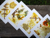 colorful flower and leaf prints decorate the front of four note cards.  .