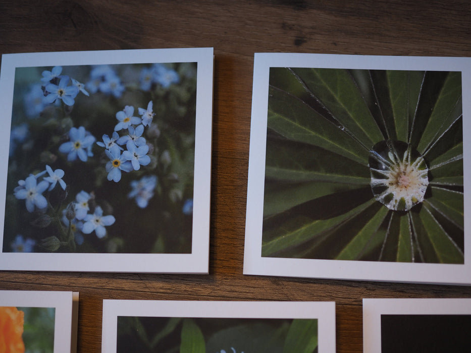 close up of two note cards with a lupine leaf photo and a photo of dainty blue flowers