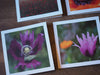 Two note cards with photos of purple poppies on them.