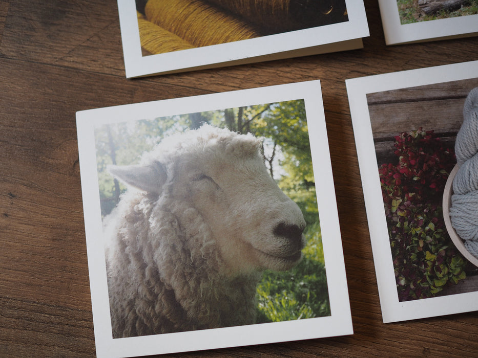 photo notecard with a picture of a white sheep that appears to be smiling.